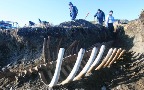 Кировчанка нашла гигантский скелет вымершего животного