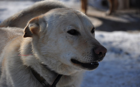 В Кировской области дворник детсада убил собаку на глазах детей