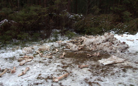 Под Кировом обнаружили еще одну свалку останков крупного рогатого скота