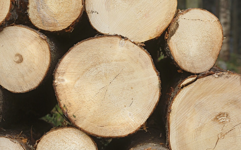В Кировской области лесничий продавал древесину мертвым людям