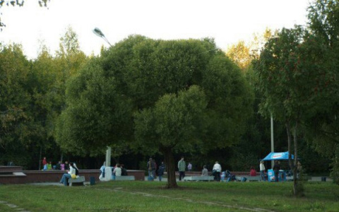 В парке Победы спилили единственную шаровидную иву