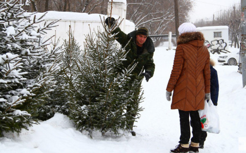 Стало известно, где и когда в Кирове откроются елочные базары
