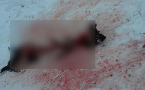 В Кировской области волки загрызли собаку