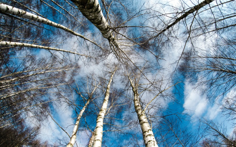 В МЧС рассказали, какой будет погода в Кировской области в четверг