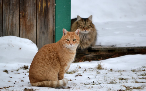 МЧС опубликовало прогноз погоды в Кировской области на первый день зимы