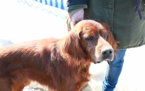 Жители ПФО стали тратить на животных в 10 раз больше