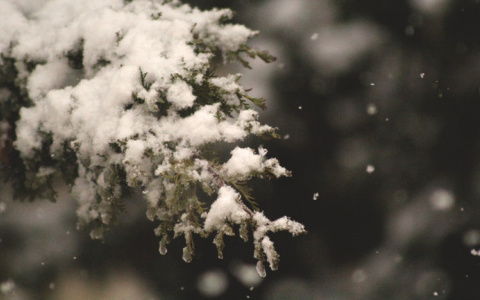 В Кировской области на неделе ожидаются дожди