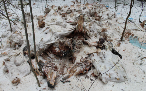 В Кирове нашли еще одну свалку с останками животных