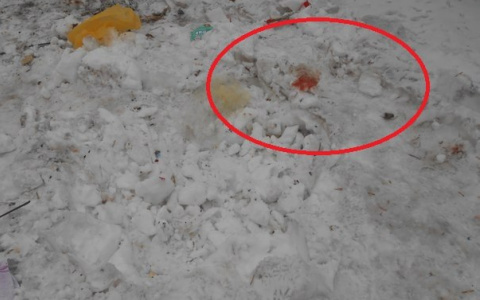 Очевидцы: «На улице Красина в мусорном баке нашли новорожденного ребенка»