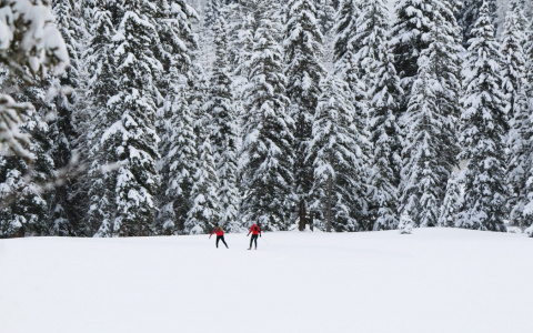 Прогноз погоды: каким будет воскресенье в Кирове?