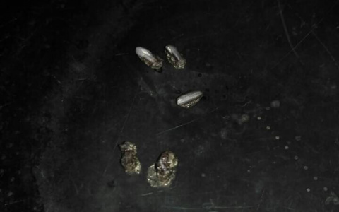 Кировчанка купила в магазине "пластмассовый" рис, который плавится на сковороде