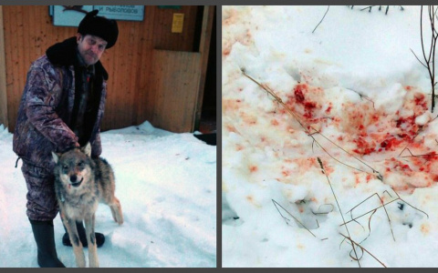 Волки атакуют жителей Подосиновца: хищники продолжают убивать собак