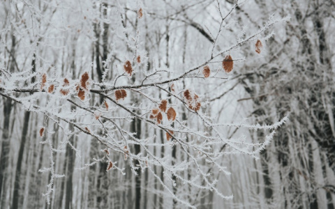 Прогноз погоды: какими будут выходные в Кирове?