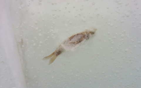 На Театральную площадь вновь привезли лед с рыбой внутри