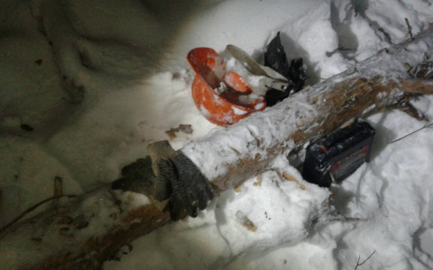 В Кировской области рабочего насмерть придавило деревом