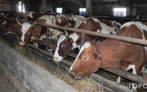 На развитие сельского хозяйства в Кировской области выделили 111 миллионов рублей