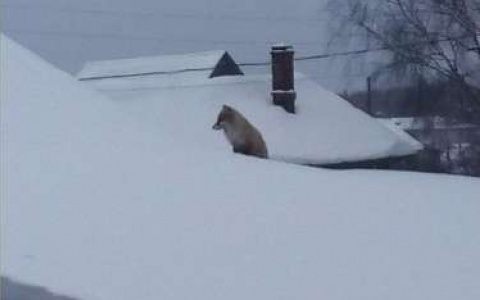 В Шабалинском районе местные жители заметили лису на крыше дома