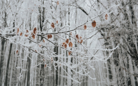 Прогноз от МЧС: какой будет погода в Кировской области во вторник?
