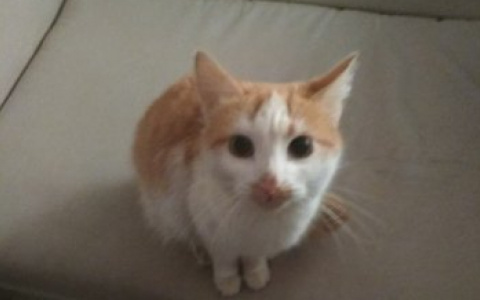 В Кирове дети кидали в ледяную стену живого котенка