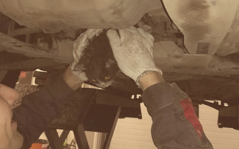 В Кирове сотрудники автосервиса достали котенка из-под защиты двигателя