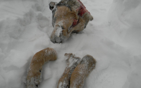 Кировчанке во двор подбросили расчлененный труп собаки