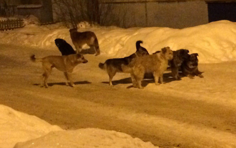 Стало известно, сколько бездомных собак поймали в Кирове в январе