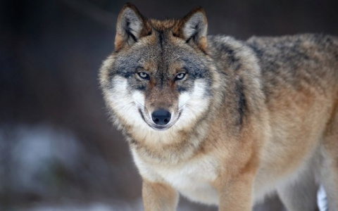 В Котельничском районе охотники уничтожили крупную стаю волков