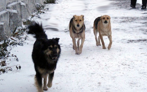 В центре Кирова на девушку накинулись три огромные собаки