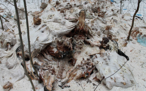 В Кировской области нашли одного из виновников свалок с останками животных