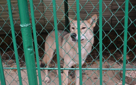 В Порошино видели волка, который вышел к людям