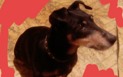 Очевидцы: «В центре Кирова неизвестные бросили у магазина привязанную собаку»