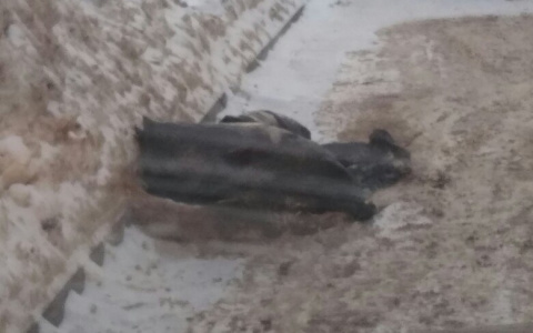 В Кирове на проезжей части вторые сутки лежит пакет с трупом собаки