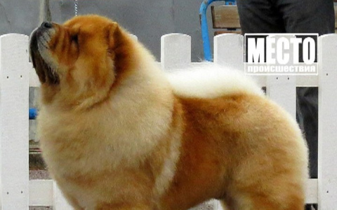 В Кирове неизвестные на улице украли собаку за 100 тысяч рублей