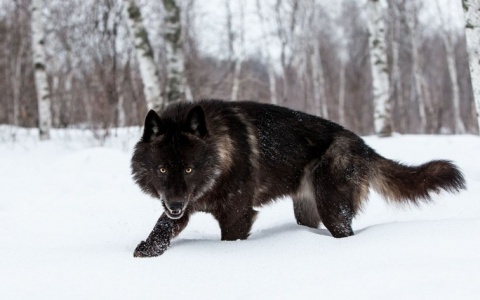 В Кировской области охотники добыли редкого черного волка