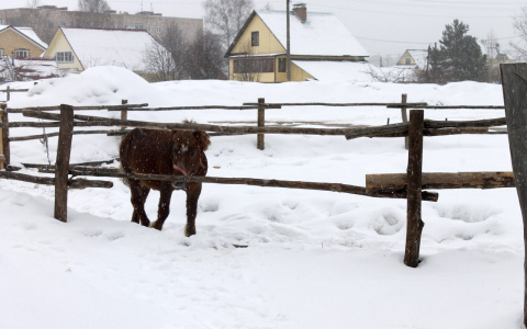 Суд признал конные прогулки в Порошино незаконными