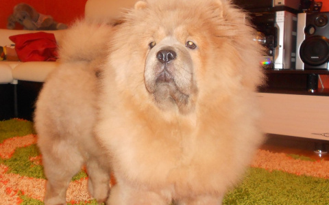 Хозяйка украденной в Кирове чау-чау объявила вознаграждение за информацию