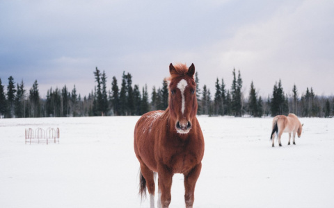 В Кировской области убили лошадь-Хатико