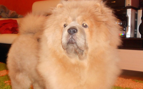 В Кирове у хозяйки украденного чау-чау неизвестные попросили выкуп