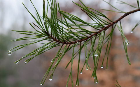 Прогноз от МЧС: каким будет в Кирове первый день весны?