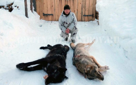 В Кировской области добыли ещё одного черного волка