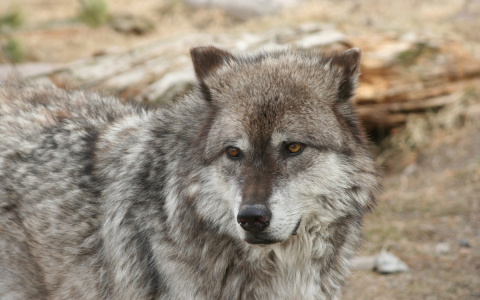 Что ждет охотников в новом сезоне?