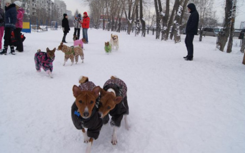В администрации назвали места, где в Кирове запрещено выгуливать собак