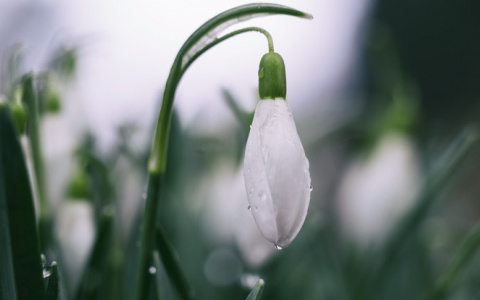 Прогноз погоды: какими будут праздничные выходные в Кирове?