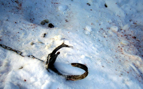 В Кировской области волки загрызли двух собак возле жилых домов