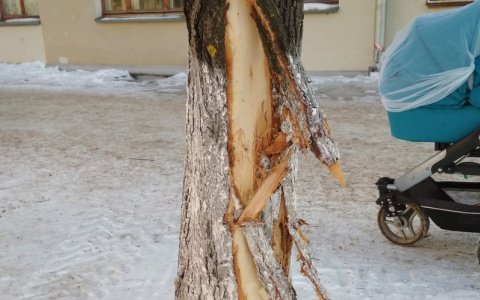 В Кирове коммунальщики при уборке снега повредили десятки деревьев