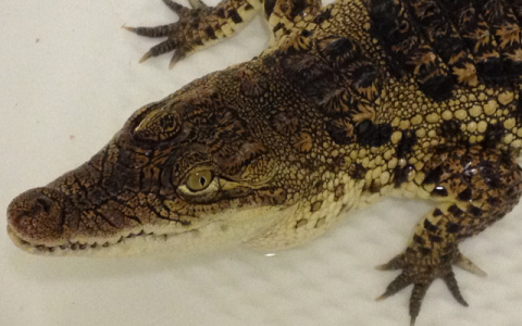 Кировчанка на Avito продает нильского крокодила