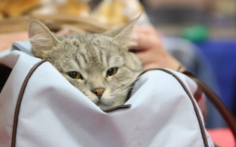 На выставке в Кирове покажут кошку за 420 тысяч рублей