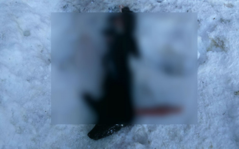 Под Кировом нашли истерзанные тела 9 собак