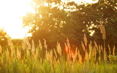 Метеорологи дали прогноз погоды на лето 2018 года в Кировской области