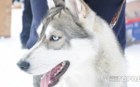 Стало известно, где в Кирове можно бесплатно привить домашних животных от бешенства